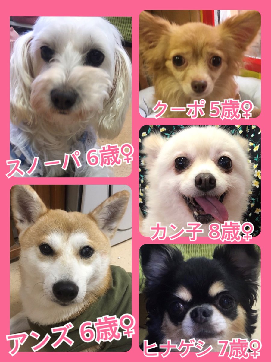 🐾今日の里親様募集中ワンコ🐶メンバーです🐾2019,8,29